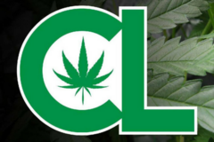 Cannabis Life Radio