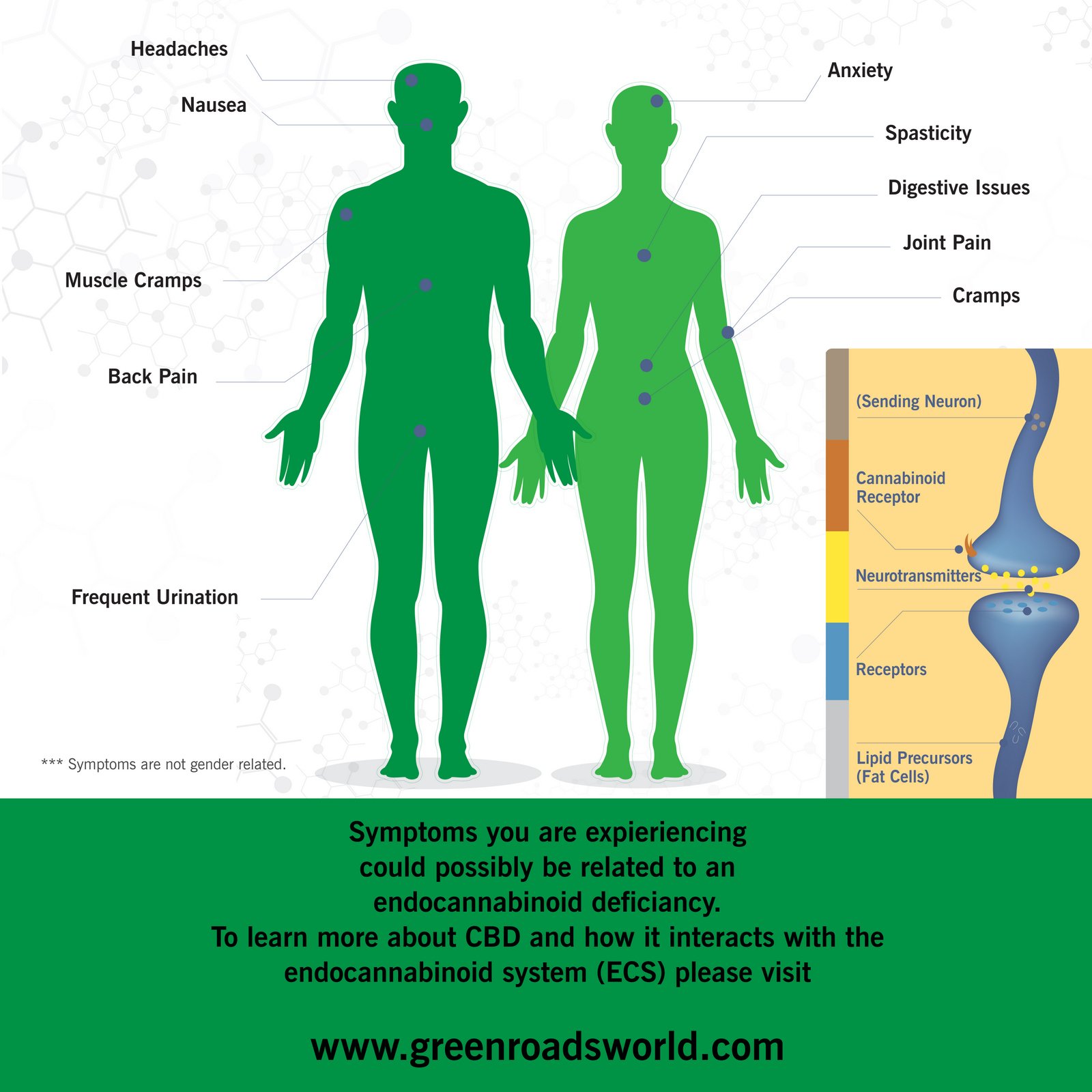 Endocannabiniod System