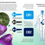 human-endocannabinoid-system
