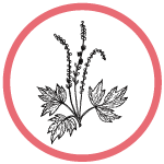 Black Cohosh Root Extract