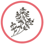 Chickweed Herb Extract