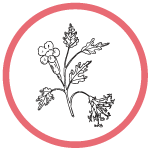 Comfrey Leaf Extract