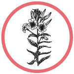 Evening Primrose Flower Extract