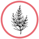 Horsetail Grass Extract
