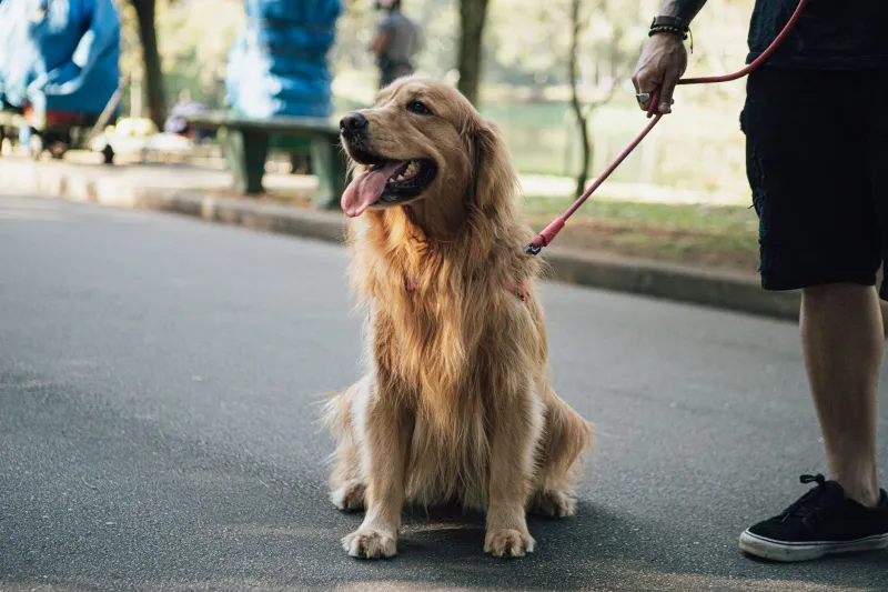 Four-Legged Fans Deserve Recovery Too: What Every Dog Owner in Sports Culture Should Know About CBD Oil